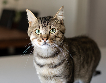 Adult Cat &lt;span&gt;with Chicken and Brown Rice&lt;/span&gt;