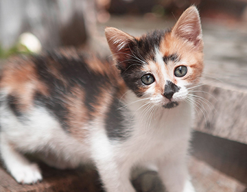 Kitten &lt;span&gt; with Chicken &amp; Brown Rice &lt;/span&gt;