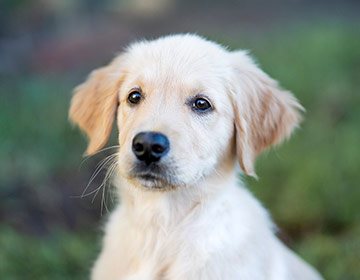 Puppy &lt;span&gt;With Chicken and Rice&lt;/span&gt;